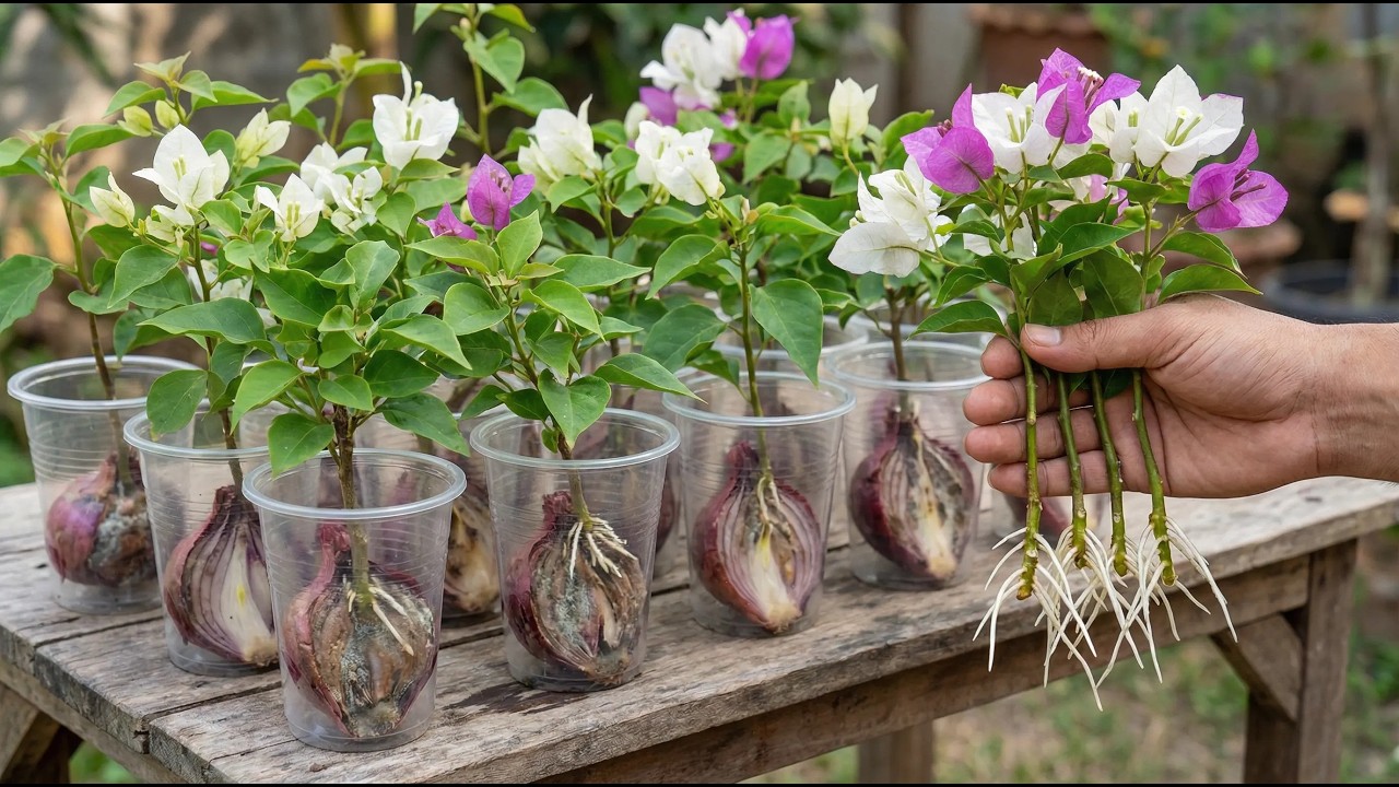 Just one slice of onion! A simple trick to get bougainvillea cuttings to root.
