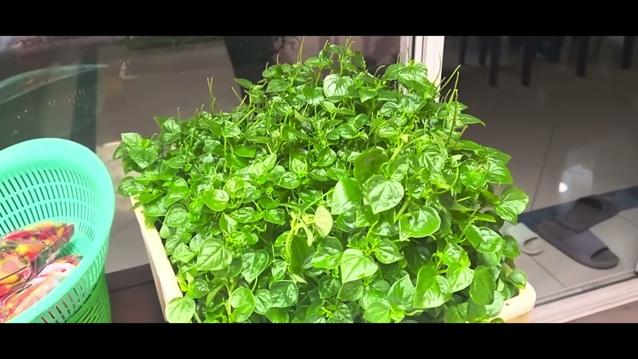 VĂN THÀNH đi thám vườn  rau nhà 2 vệ