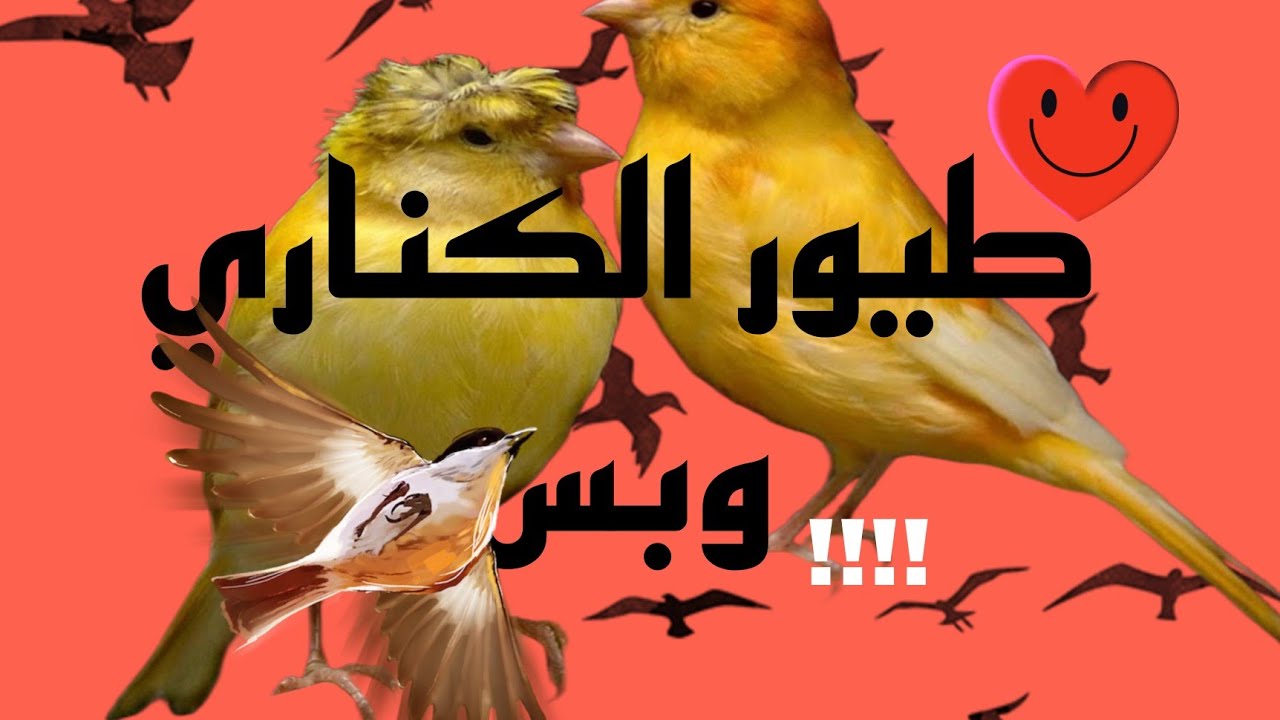 34#/جولتنا المعتاده👏 وغدا تركيب العشوش ان شاء الله 🐦