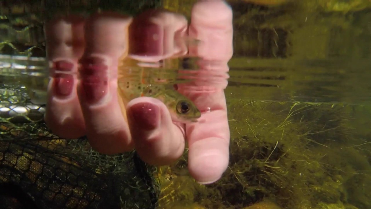 Spring Dartmoor Fly Fishing