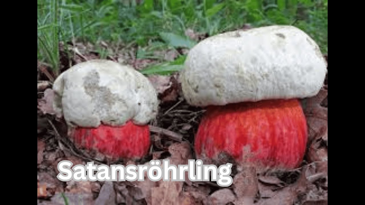 Satansr&ouml;hrling