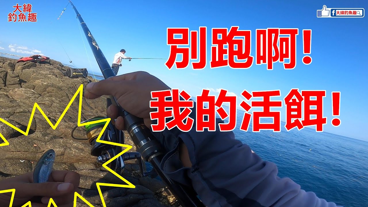 今天活餌釣遊出正貨，試點發現大班頭！！！【澎湖外礁】【屈爪嶼】