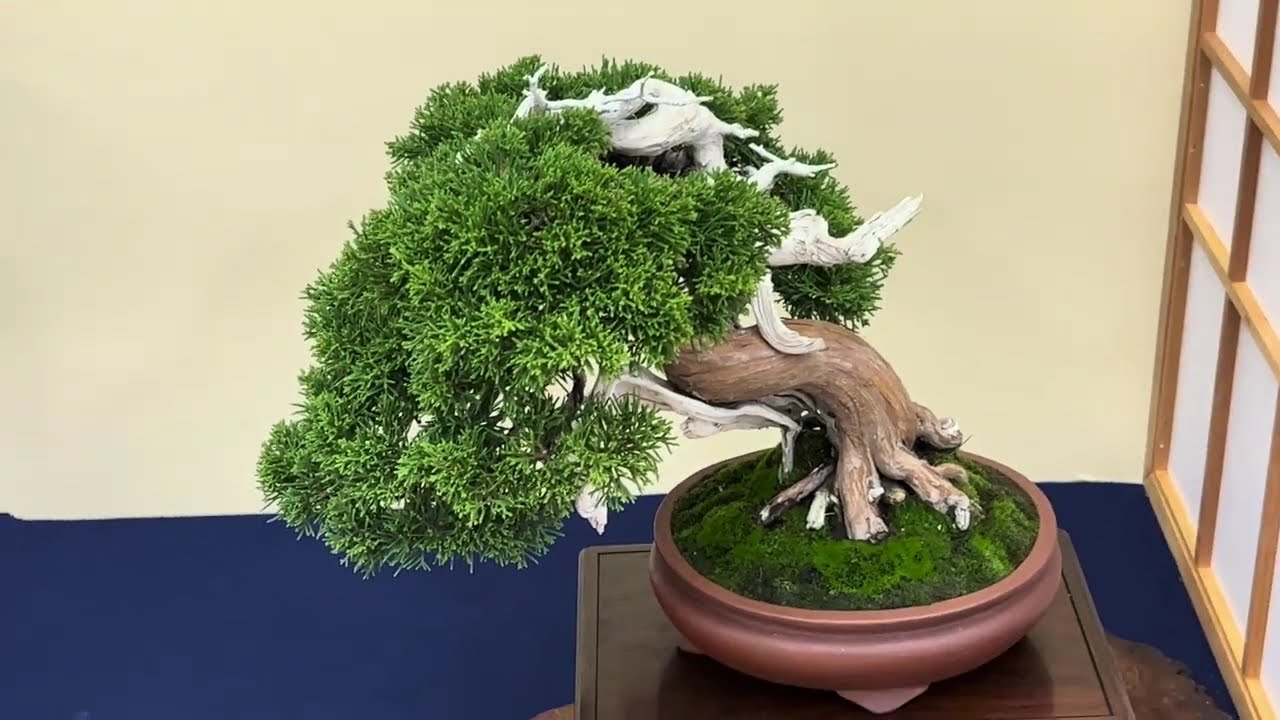 【４ＫBonsai】第48回 雅風展 小品盆栽フェ がふうてん Kyoto Exhibition World Small Bonsai Gafuten ミニ盆栽 Mini bonsai Part 6