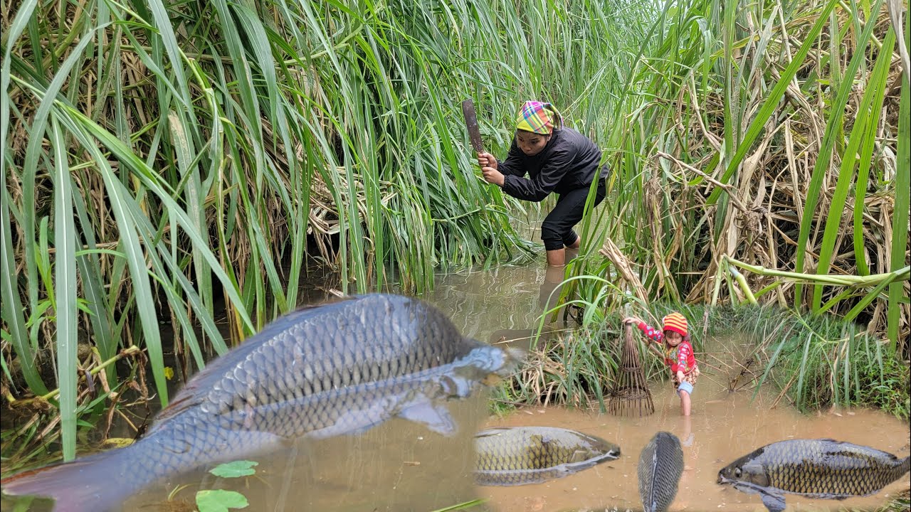 Full video:30 days encounter giant fish. Giant fishing skills. The girl caught many giant fish