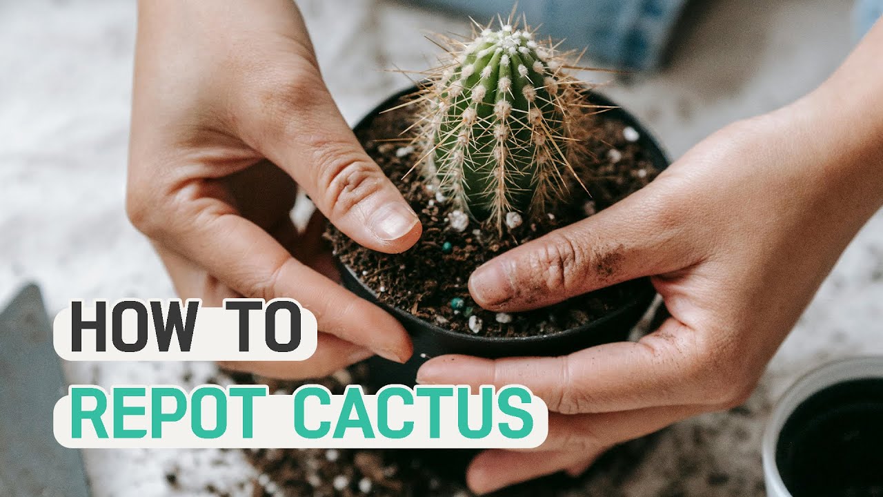 BEST TIPS | HOW TO REPOT A CACTUS