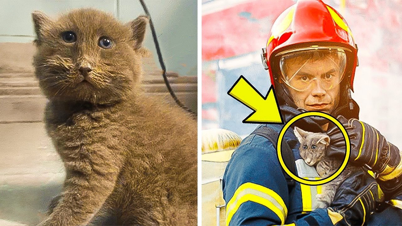 Fireman Saves Strange Cat — Then The Vet Says ”We Have A Big Problem.”