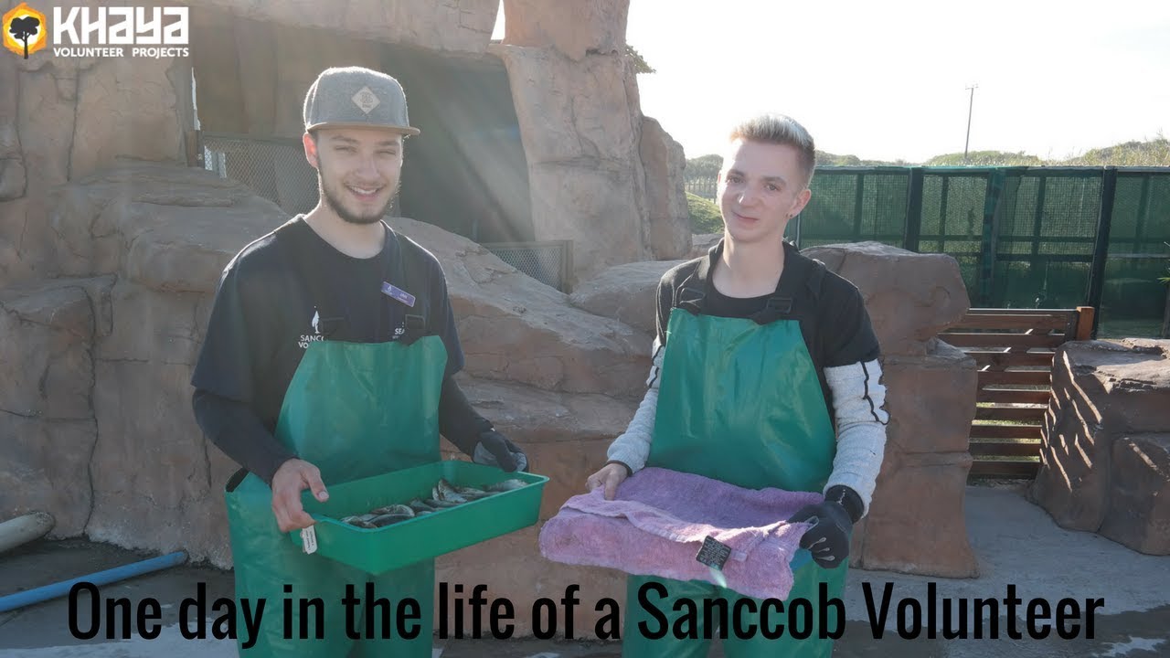 One day in the life of a Sanccob volunteer | Khaya Volunteer Projects