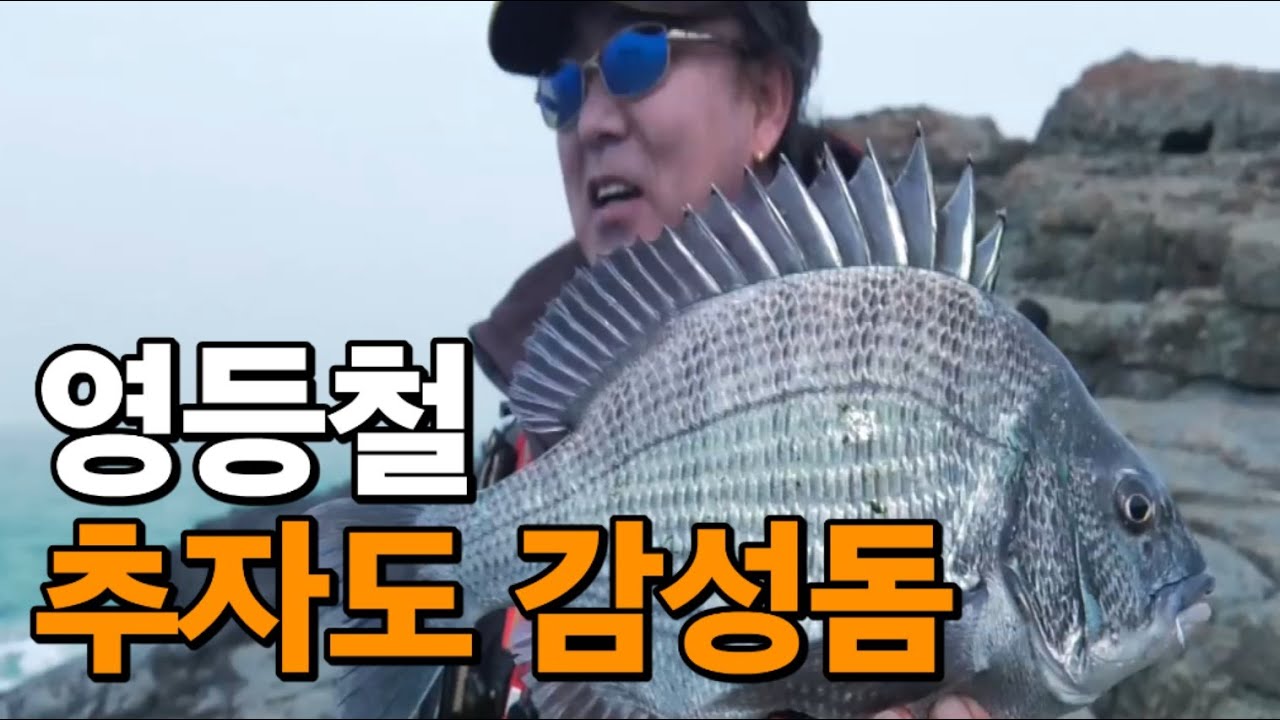 제5의 계절 '영등철' 그리고 추자도 감성돔 #박진철프로 #갯바위낚시