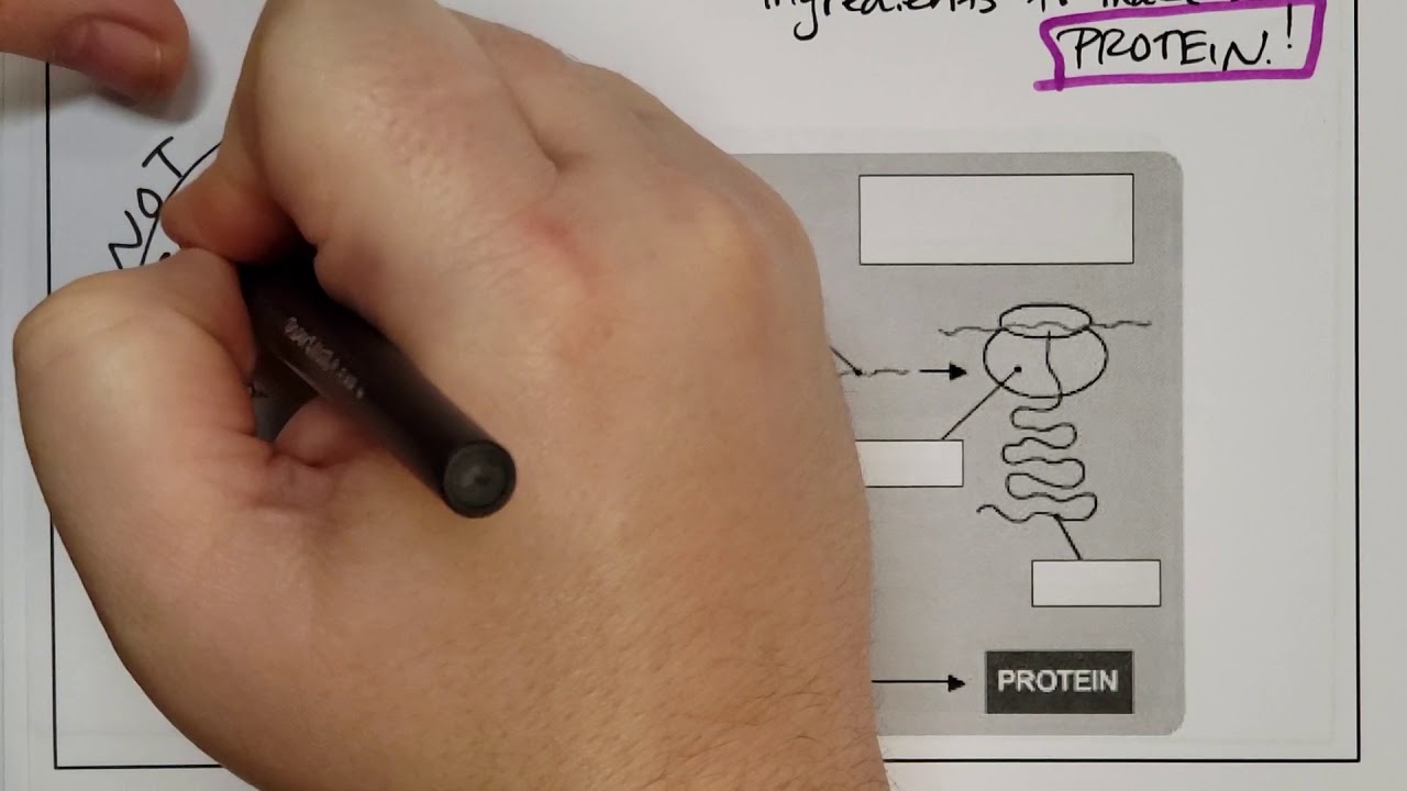 Protein Synthesis Notes 2019