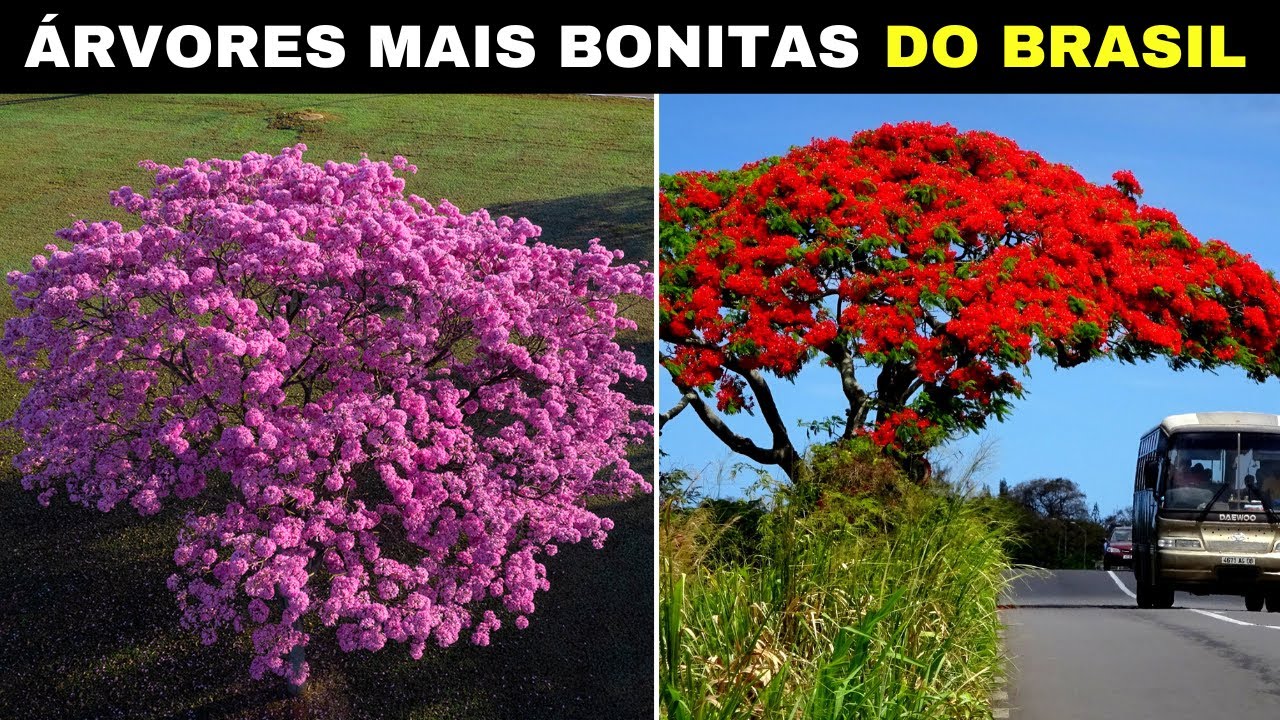 As 10 Árvores Mais Bonitas do Brasil Que São Únicas no Mundo (Parte 2)