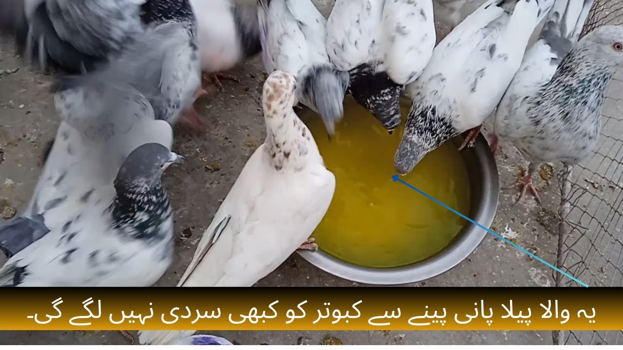 Ye wala Pela Pani peene se kabutar kabhi Sardi ni lagegi