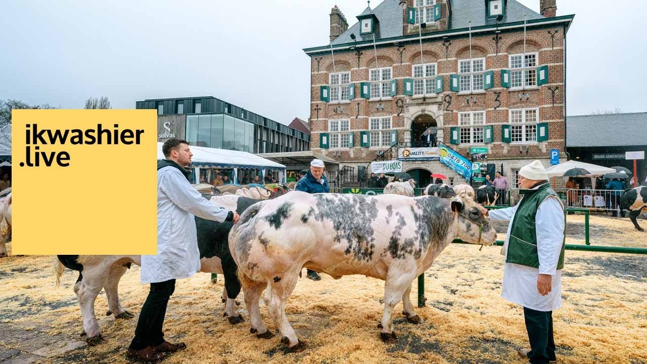 Vette Veemarkt met keuring Belgisch Witblauw - ikwashier.live in Zomergem - cattle competition BBB