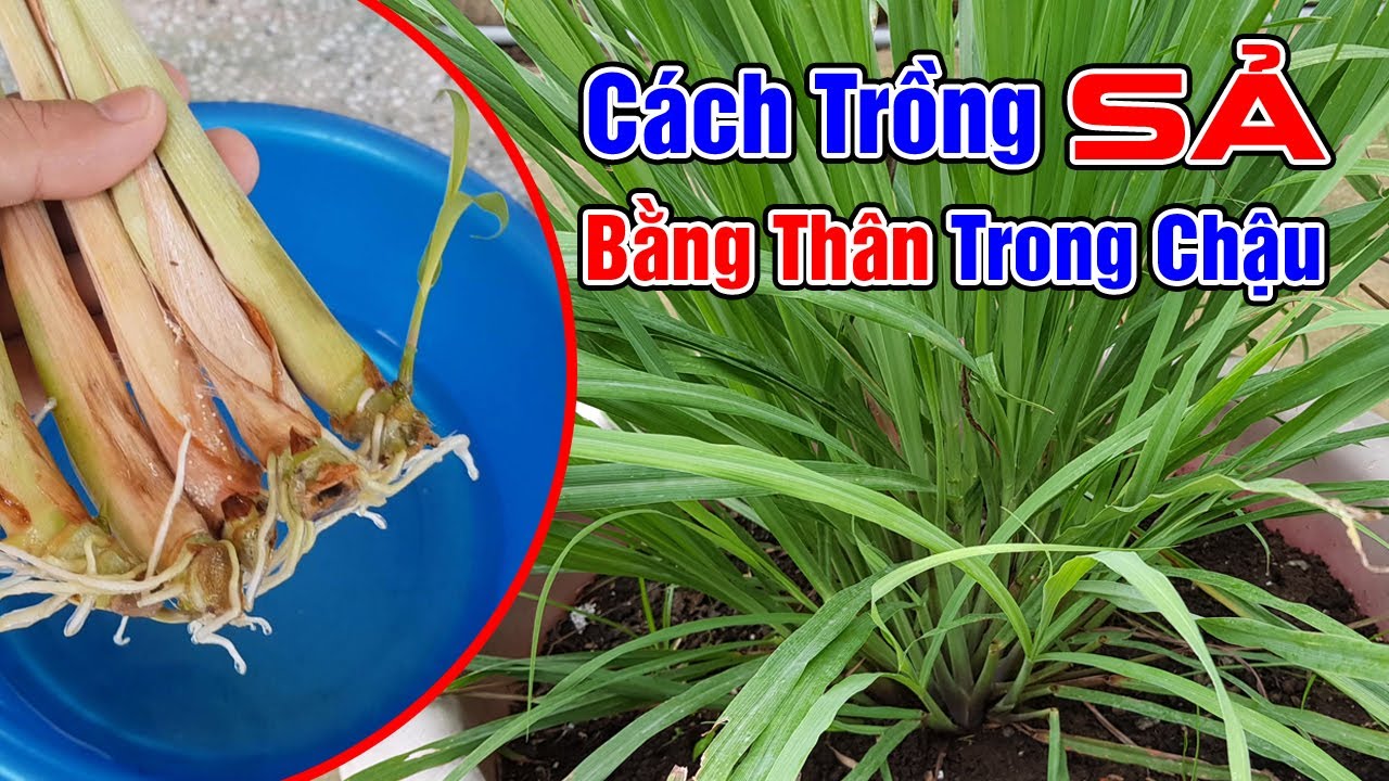 Cách trồng sả trong chậu bằng thân mua ở chợ