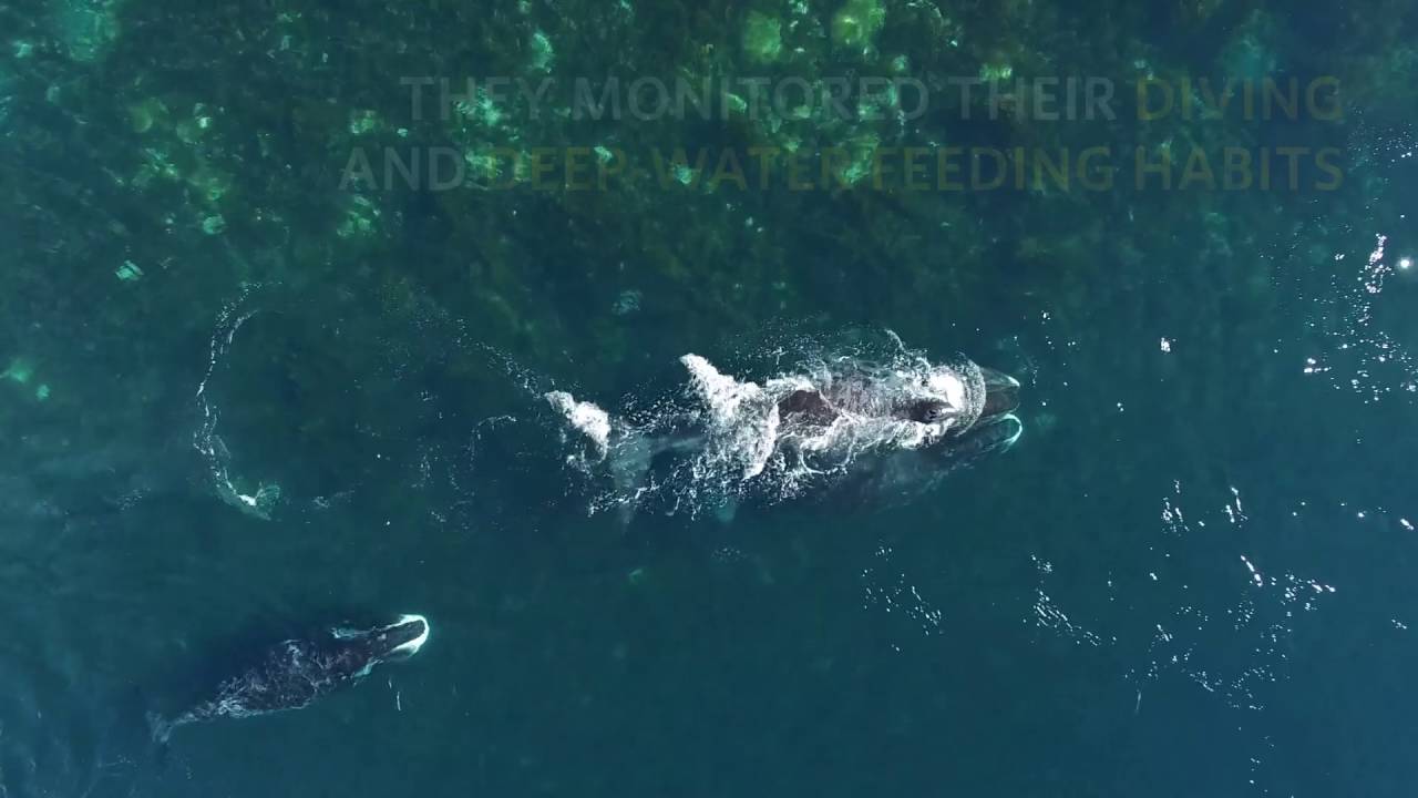 UBC researchers use drones to study Bowhead whales in the wild