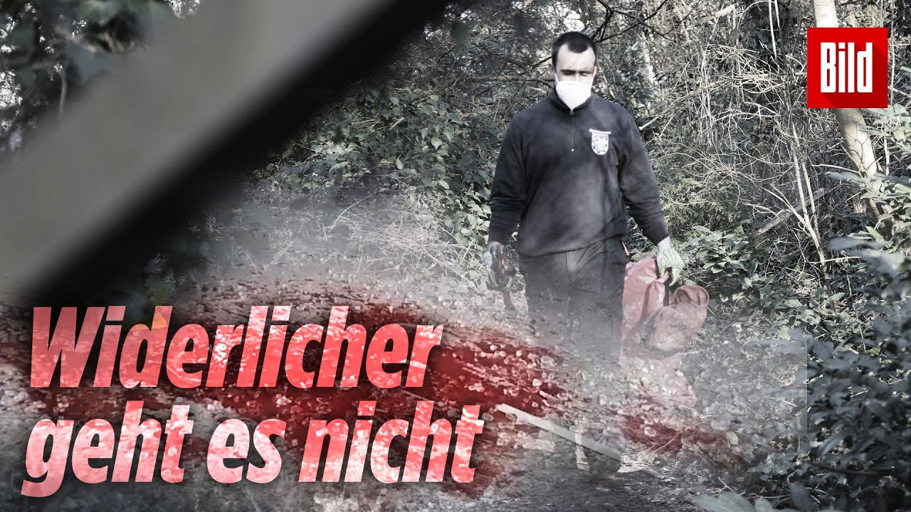 Wie im Horrorfilm: Polizei findet fast 200 tote Katzen