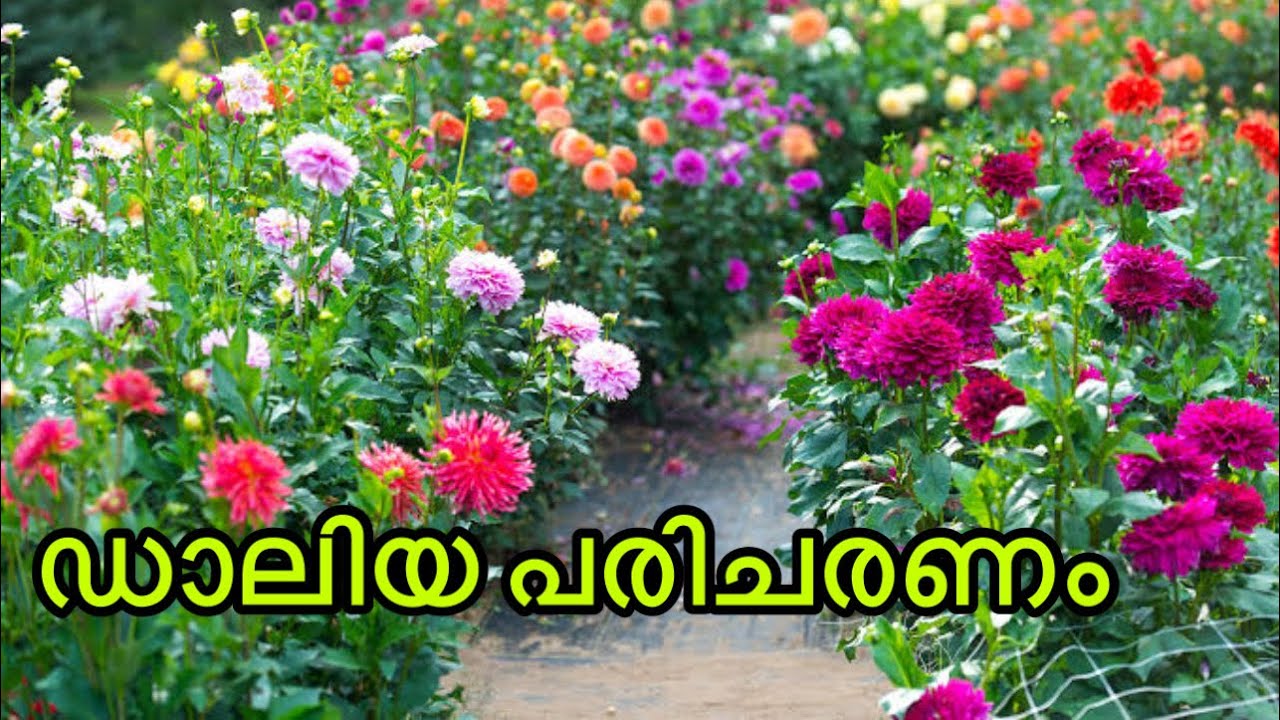 ഡാലിയ നടുന്ന രീതിയും പരിചരണവും | Dahlia Malayalam | Dahlia Care Malayalam | Daliya | Dahlia