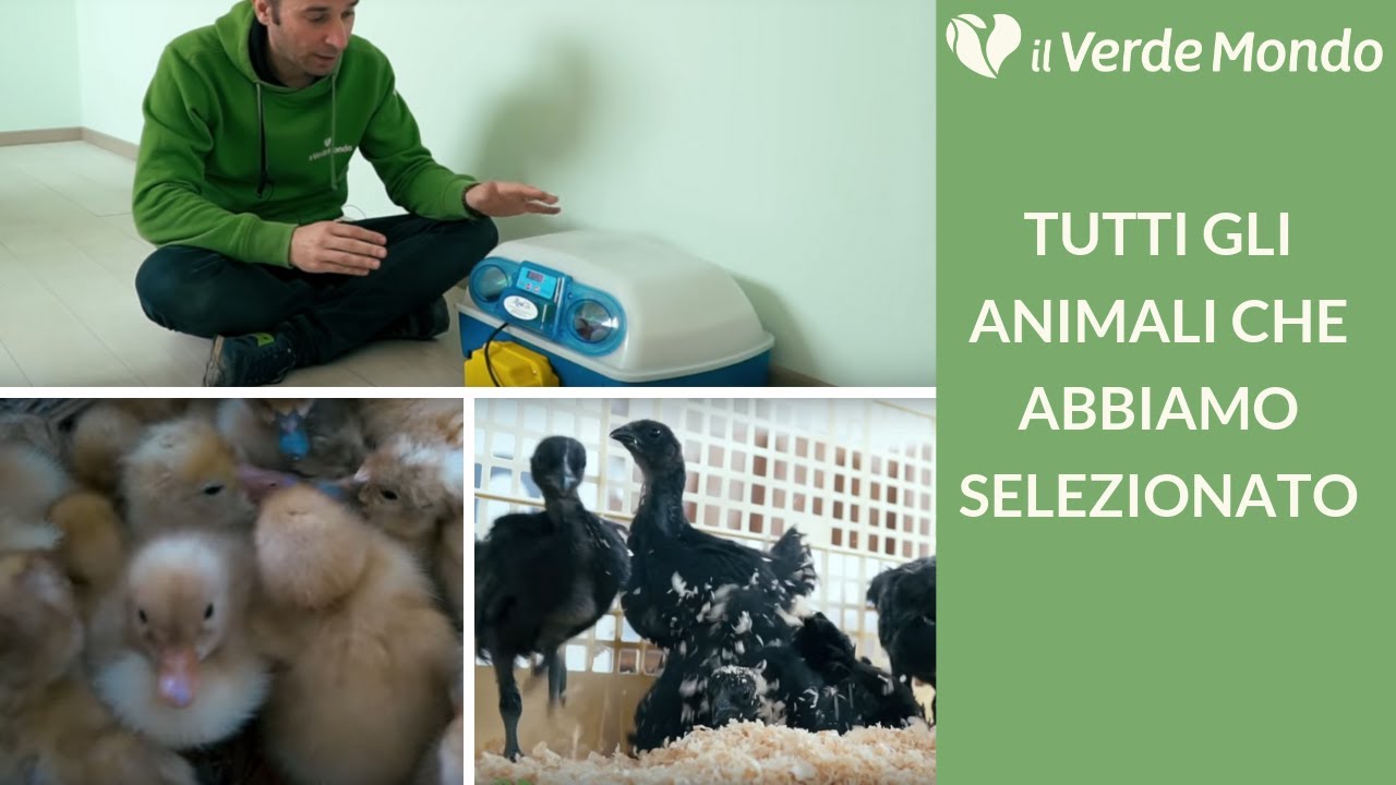 Fattoria Il Verde Mondo: Vi presentiamo tutti gli animali che abbiamo selezionato | Puntata 2