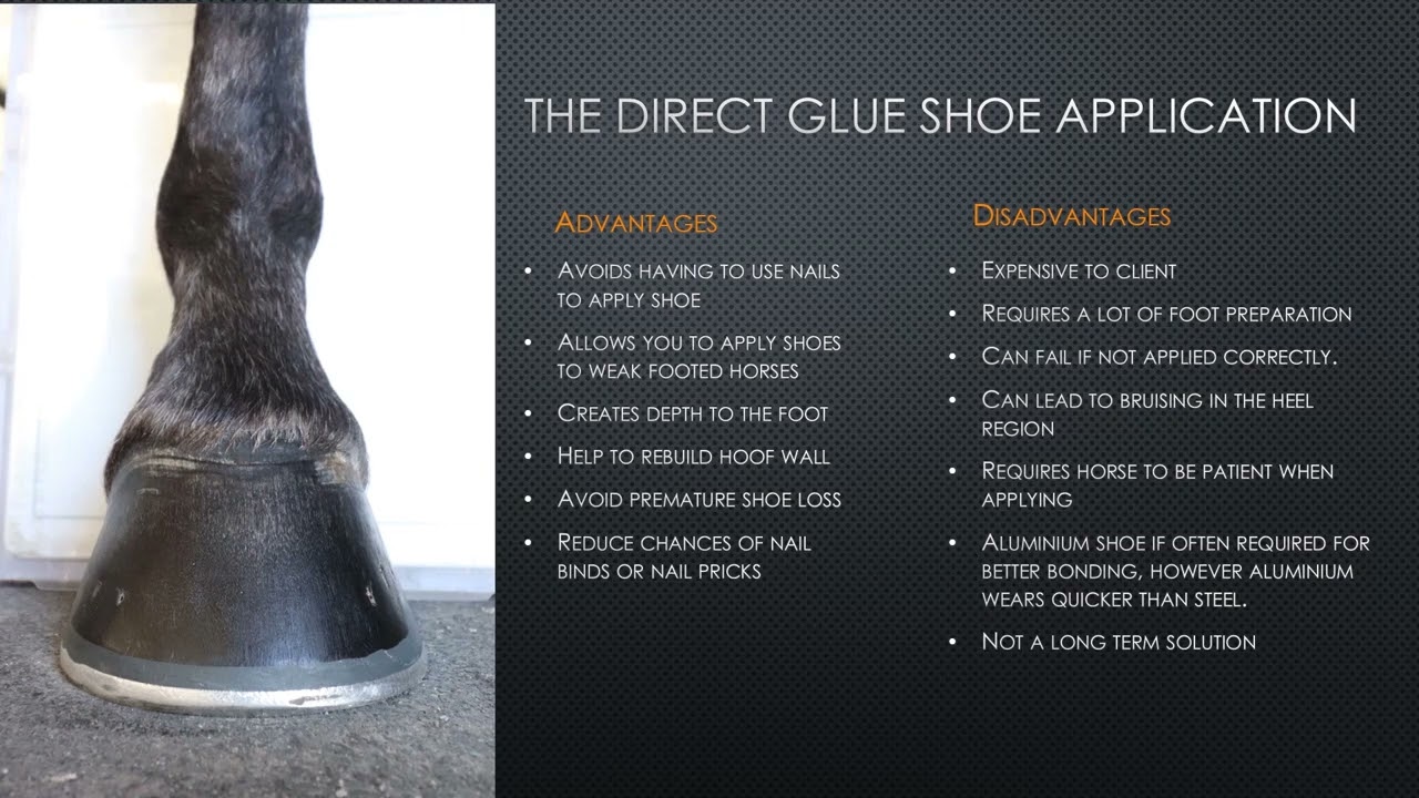 Hoof Casting & Glue Application - Free Webinar  1 hour CPD
