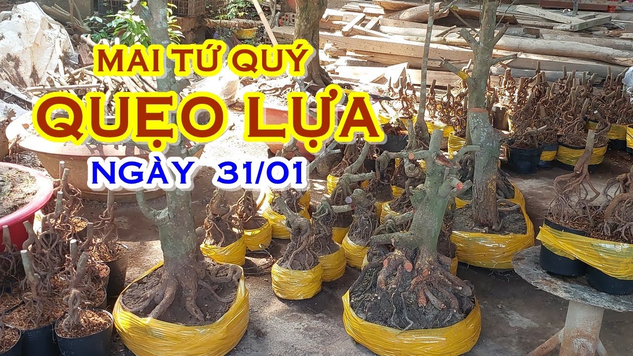 ANH QUANG 📲 O982461OO7 GIÁ TỐT - MAI TỨ QUÝ GIAO LƯU NGÀY 31/01 