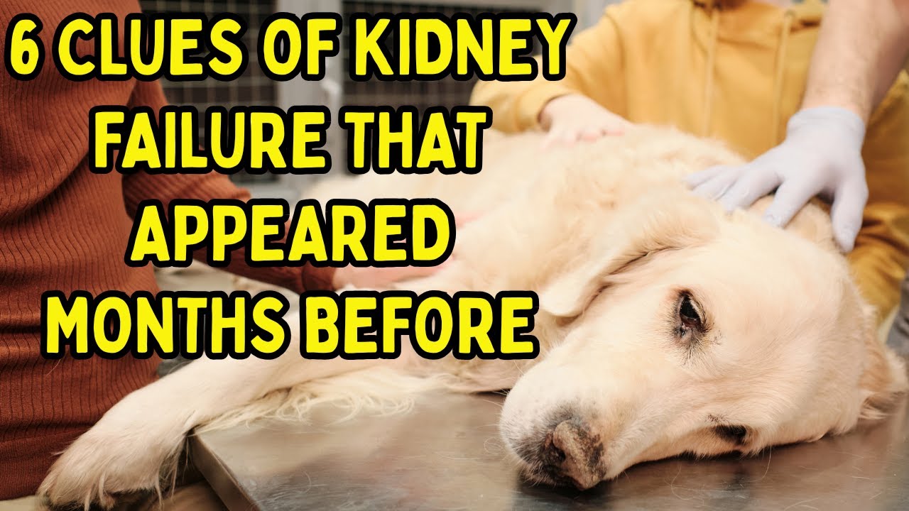 🚨 KIDNEY FAILURE IN DOGS ⚠️ THE 6 CLUES THAT APPEAR MONTHS BEFORE 🚨