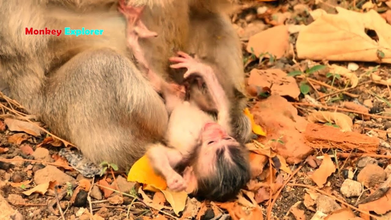 Oh, Very poor newborn baby Emma looks so fearful falling down cos mother Emila is busy eating mango.