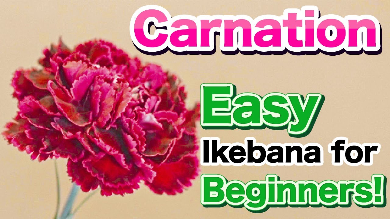 Ikebana Lesson | An Ikebana Master With 44 Years of Experience Shows You How to Arrange Carnations!