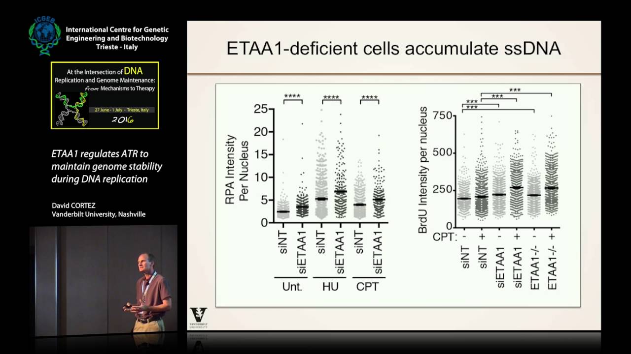 D. Cortez - ETAA1 regulates ATR to maintain genome stability during DNA replication