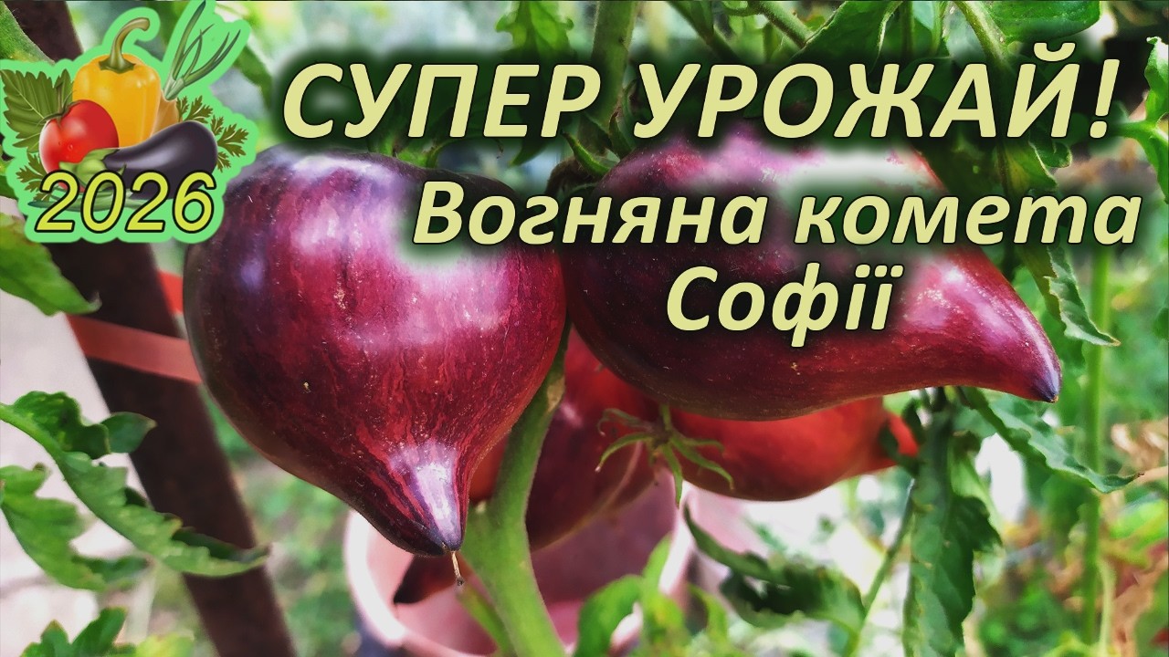 ТОП 10 УРОЖАЙНИХ високорослих томатів.  6 місце - томат Вогняна комета Софії