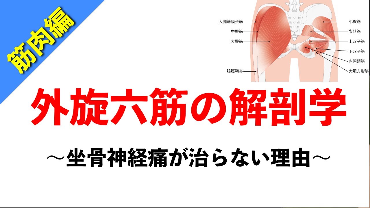 【柔道整復師が教える解剖学】股関節を安定させる外旋六筋の働きと坐骨神経痛の関係【タロ塾＃41】