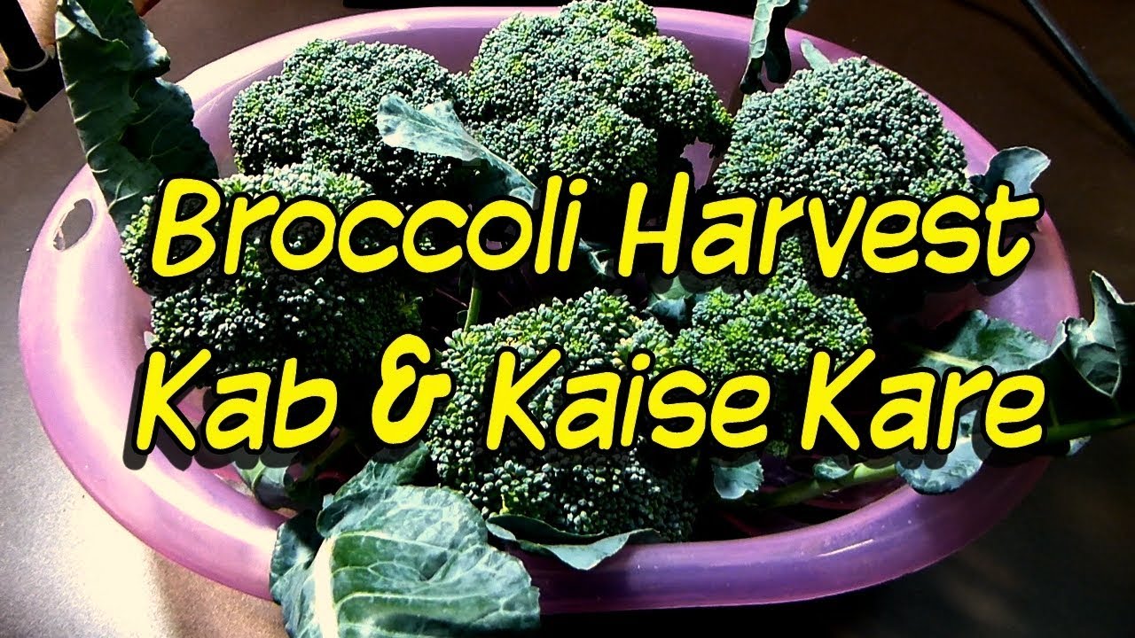 ब्रोकली हार्वेस्टिंग का सही समय / Broccoli Harvest Kab Aur Kaise Kare Season 17-18 Winters