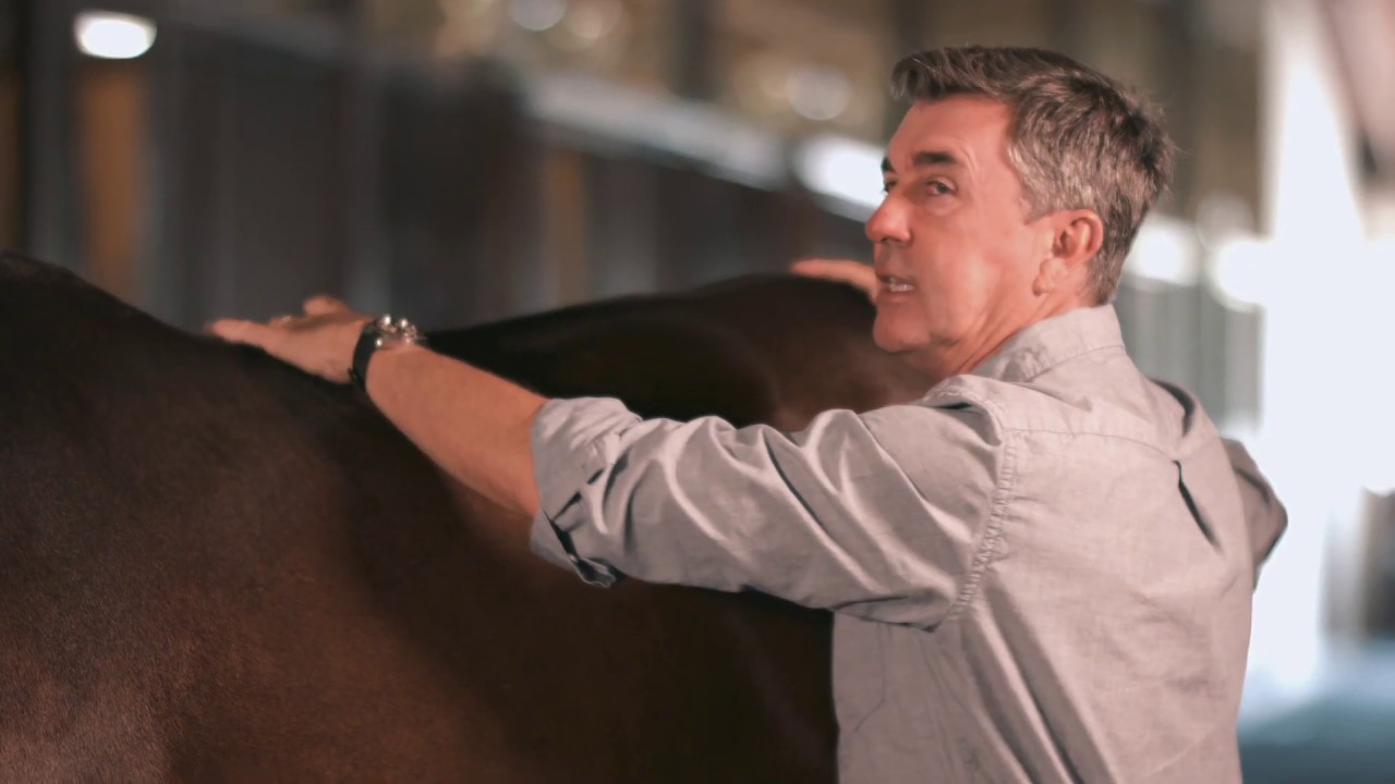 Clinical Exam of the Equine Back