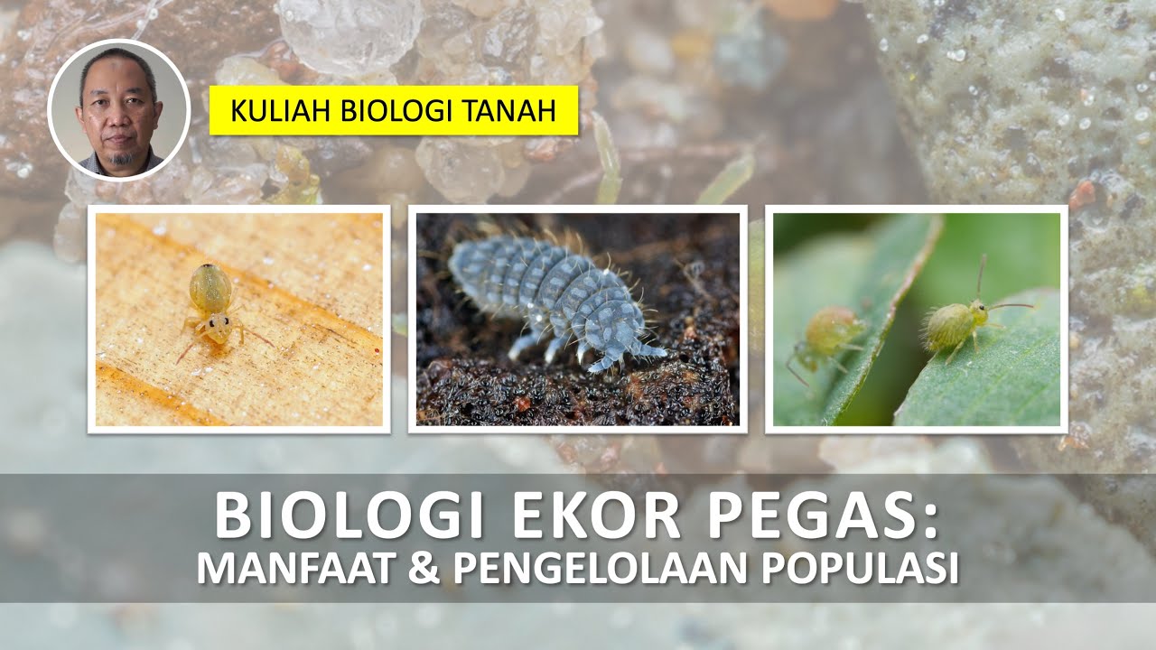 Biologi Ekor Pegas: Insinyur Tanah yang Dapat Diandalkan