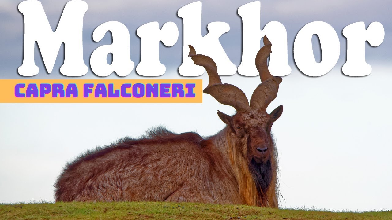 Markhor | Snake Eater | Capra Falconeri | Animal | No Copyright Video