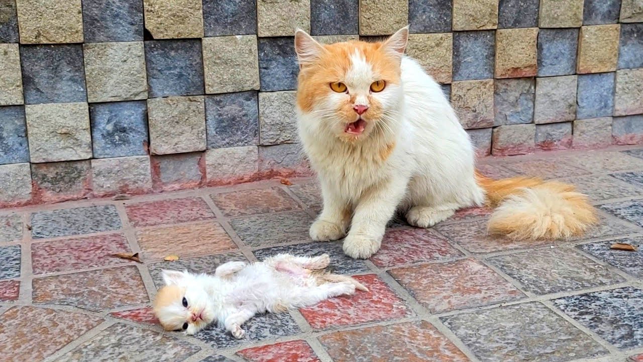 A Crying Mother Cat Led a Man to Her Sick Kitten, Now the Kitten is Safe