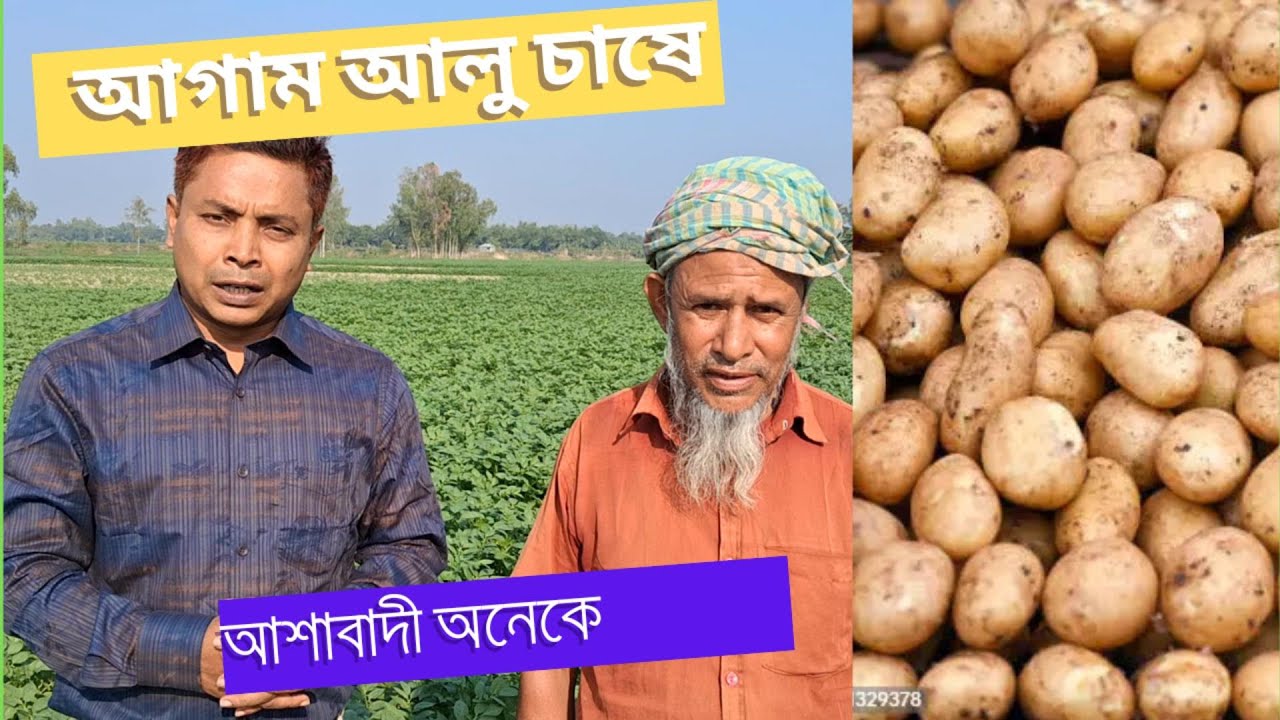 Early potato cultivation| আগাম আলু চাষ। #Akhlas #Potato #আলু