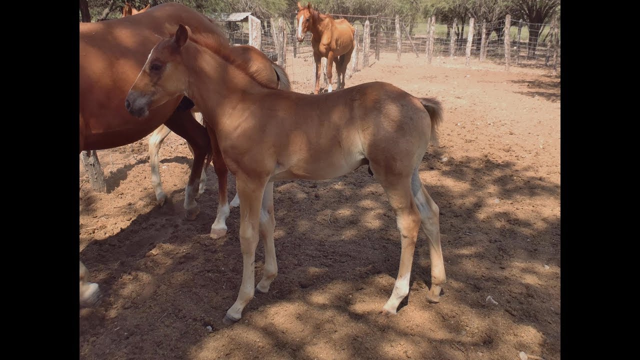 RANCHOLAROSA.JR WIMPY RED BERRY DE WIMPYS RED BERRY XTRA QUARTER HORSE#CUARTODEMILLA