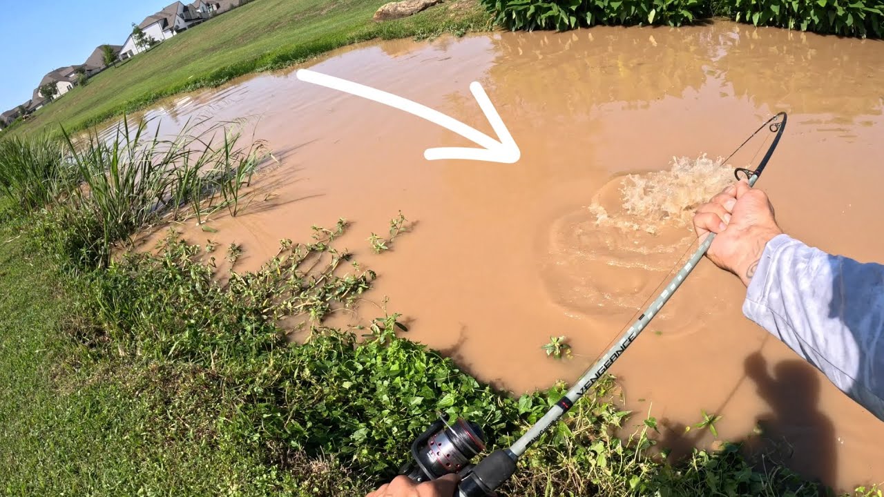 Monster Catfish Caught in a Tiny Creek!