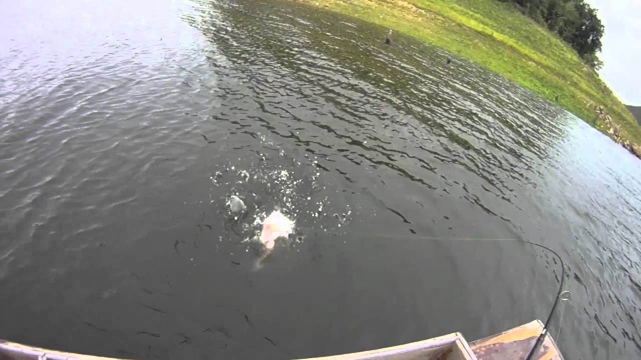 Striped snakehead follows lure to the boat