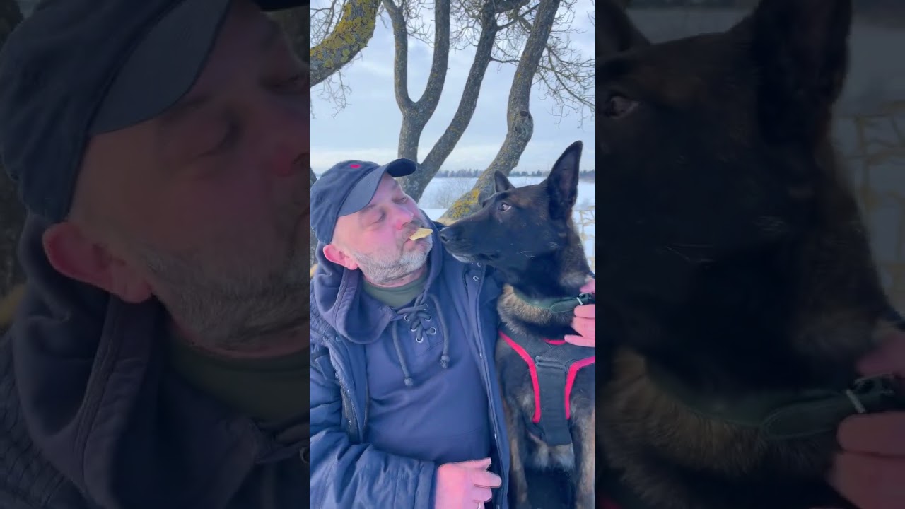 Доверьтесь своей собаке ⚠️ Малинуа