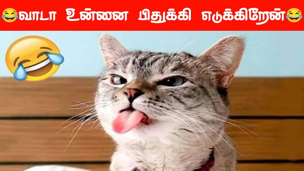 🤣🐕😂வந்துடுச்சி வந்துடுச்சி சாப்பாடு வந்துடுச்சி...🐕🤣😂#viral #comedy #funnyanimalvideos #funnyanimal