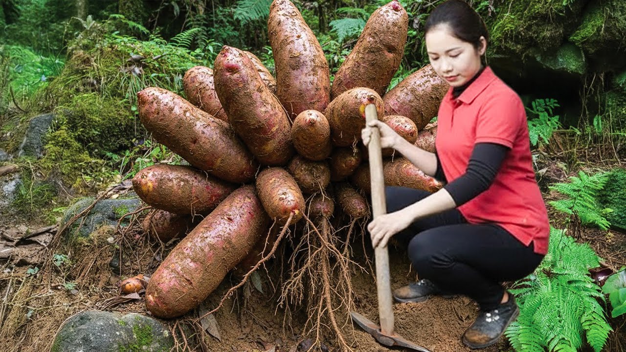 Harvesting GIANT Wild Sweet Potatoes Deep in the Forest | How to Cook Unique Traditional Dishes