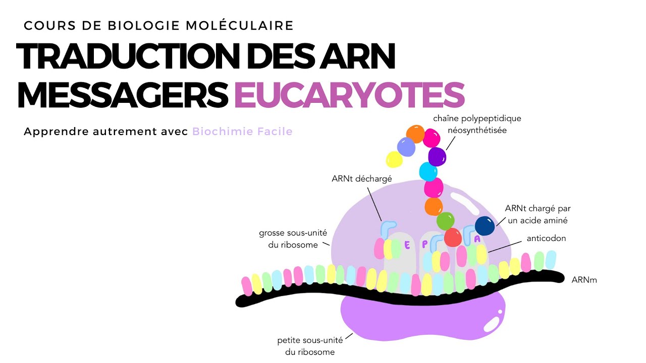 TRADUCTION CHEZ LES EUCARYOTES | ACIDES NUCLEIQUES