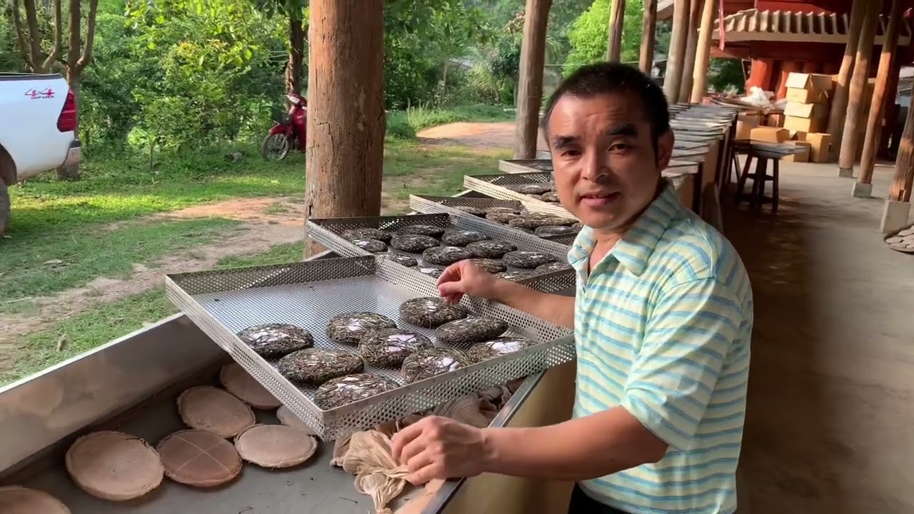 看看普洱茶压饼全过程，制茶师傅教你一招区分手工茶饼和机器茶饼#古树茶 #普洱茶 #春茶 #手工压饼