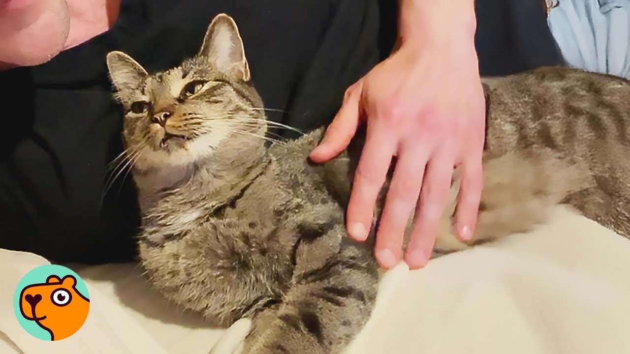Snuggle Bug Cat Melts For Dad, But She Wasn&rsquo;t Always Like This | Cuddle Buddies