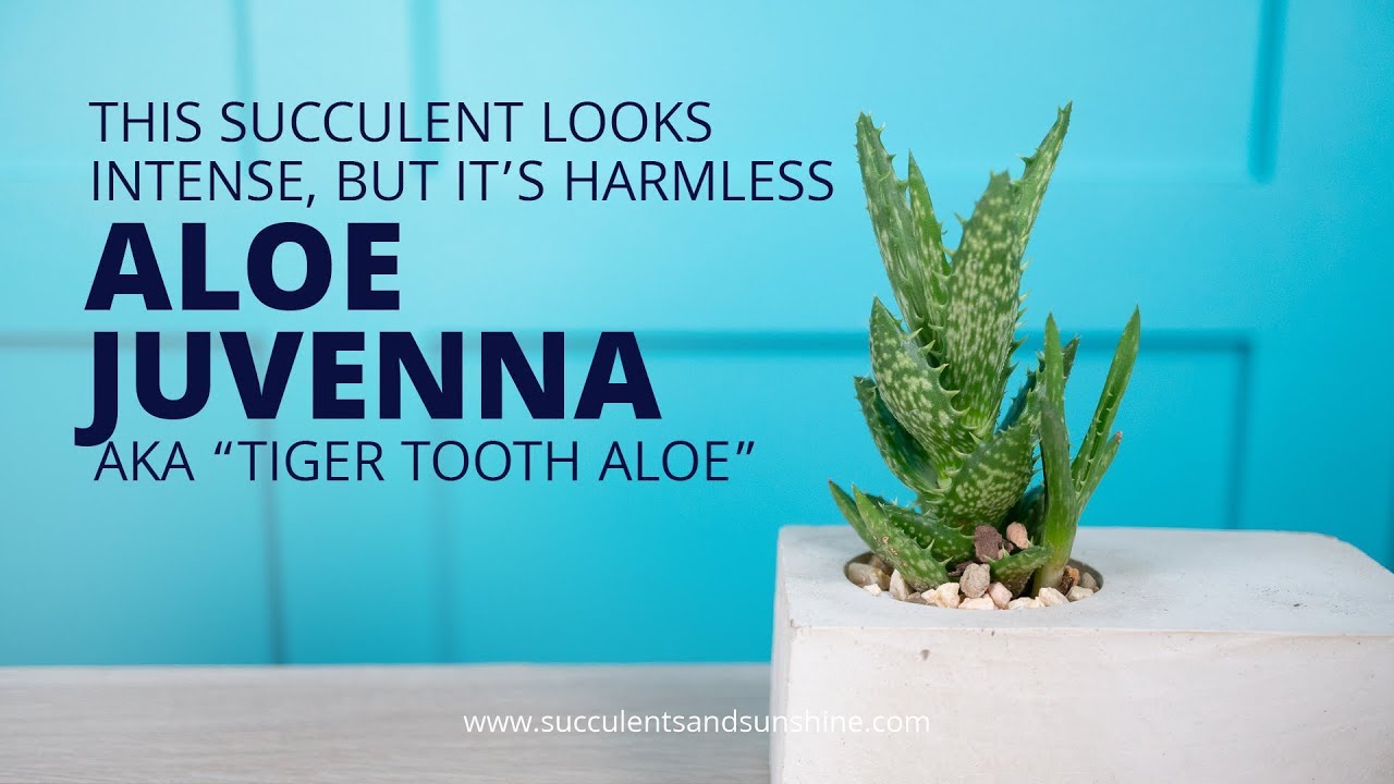 Узнайте о специфических потребностях в уходе за алоэ ювенна (Aloe juvenna, «Тигровый зуб»).