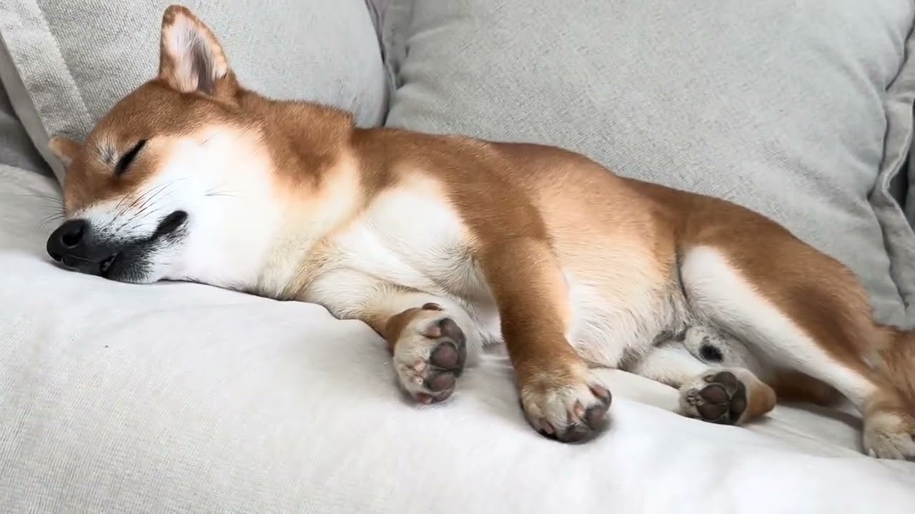 夢の中で遊んでます　# 柴犬