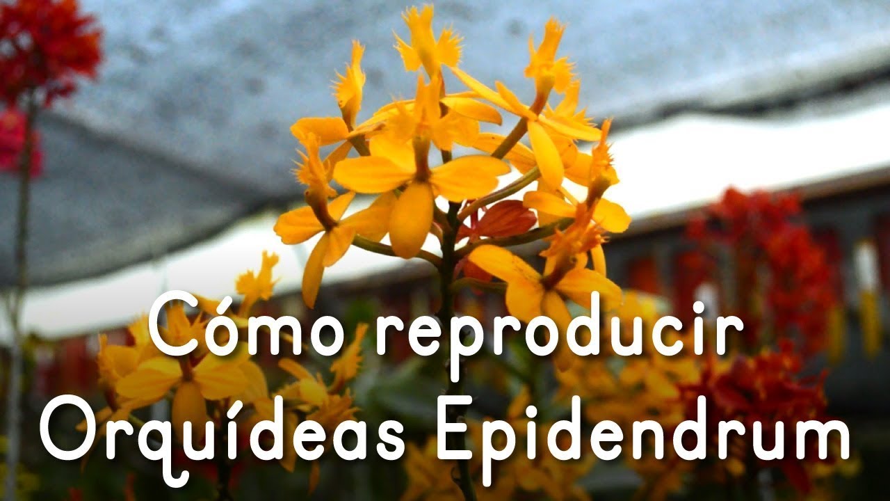 Cómo reproducir Epidendrum - Alma del Bosque