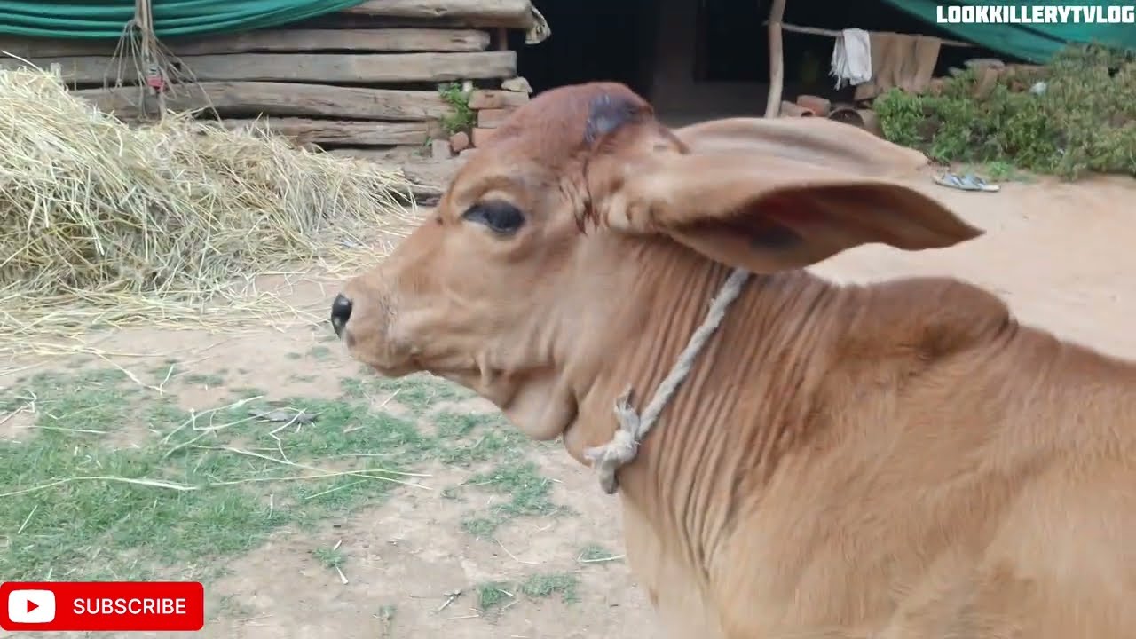 Hamr ghar ke bachada man 🥰// Cinematic video cg video
