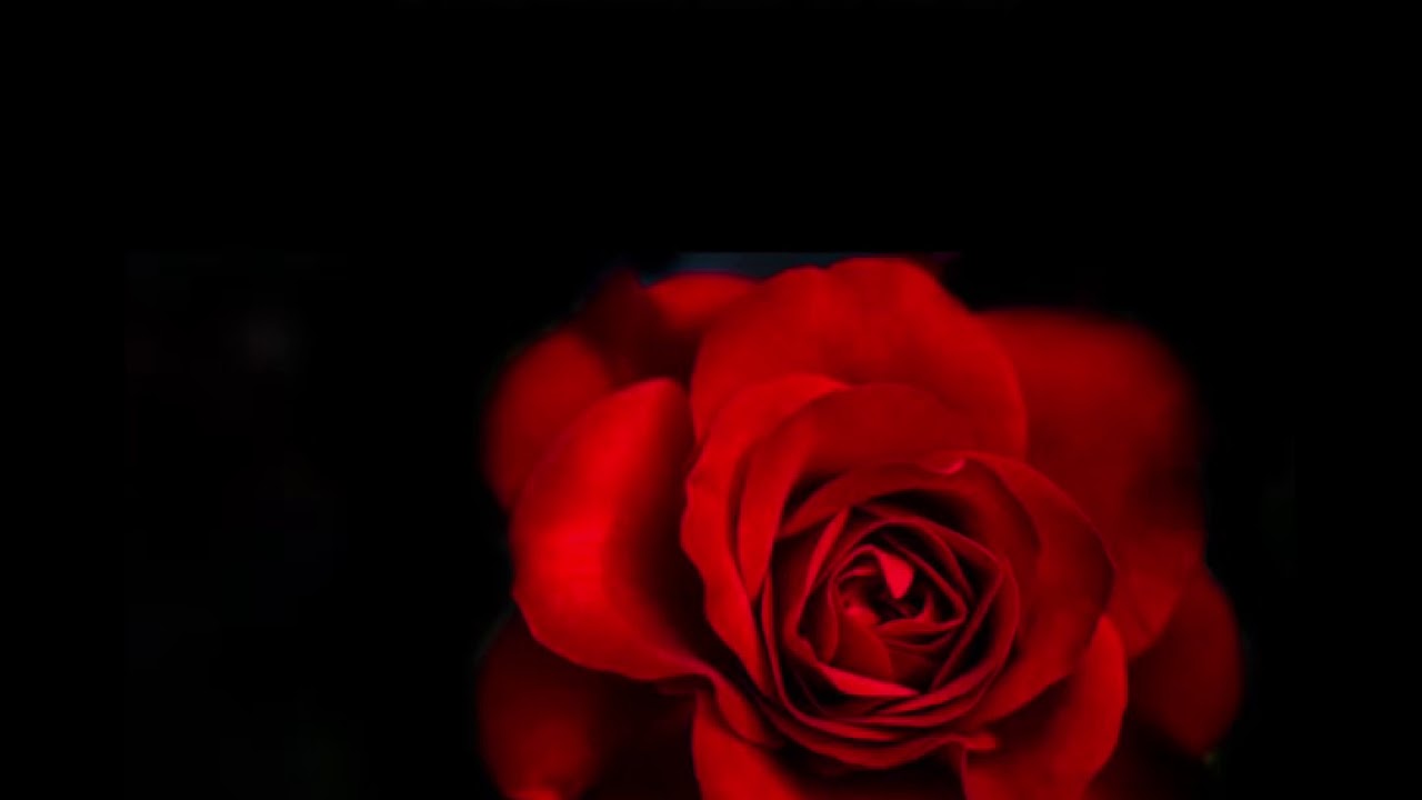 L’histoire des 16 Roses 🌹 Messenger Évangile