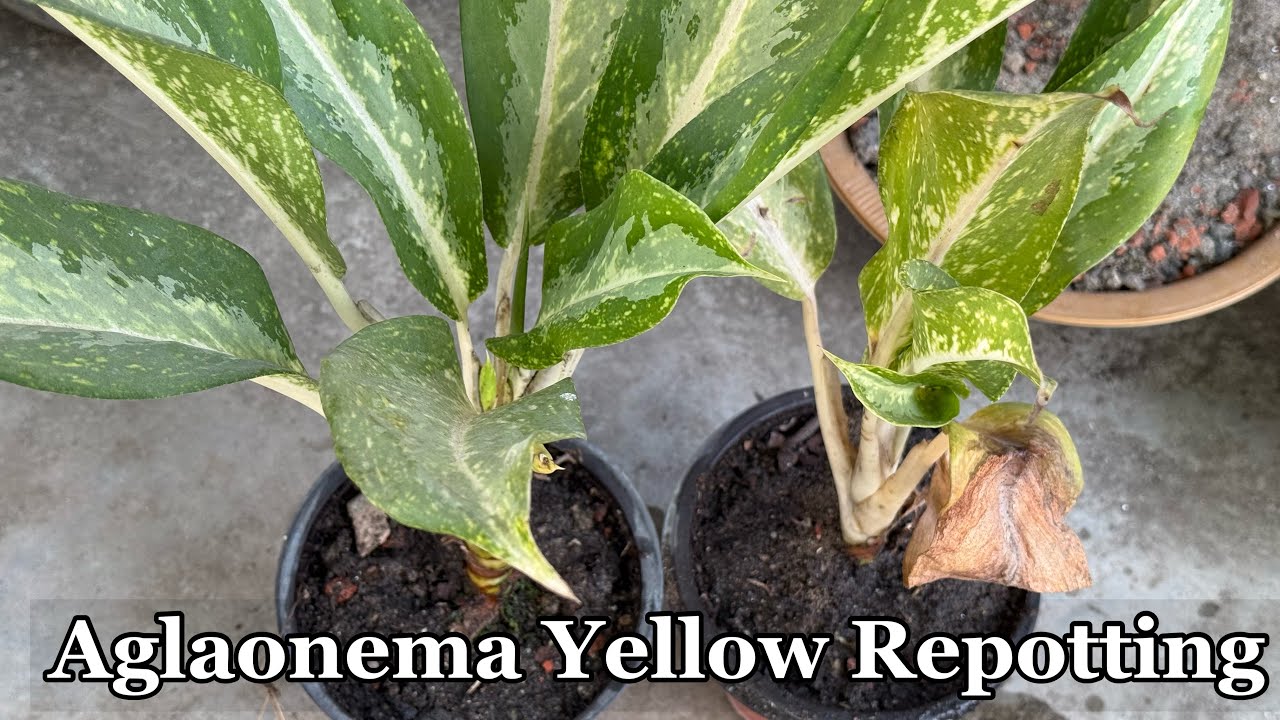 Aglaonema Yellow Repotting খুব সহজ ভাবে সকলে করতে পারবে । Indoor Gardening Tips & Tricks 
